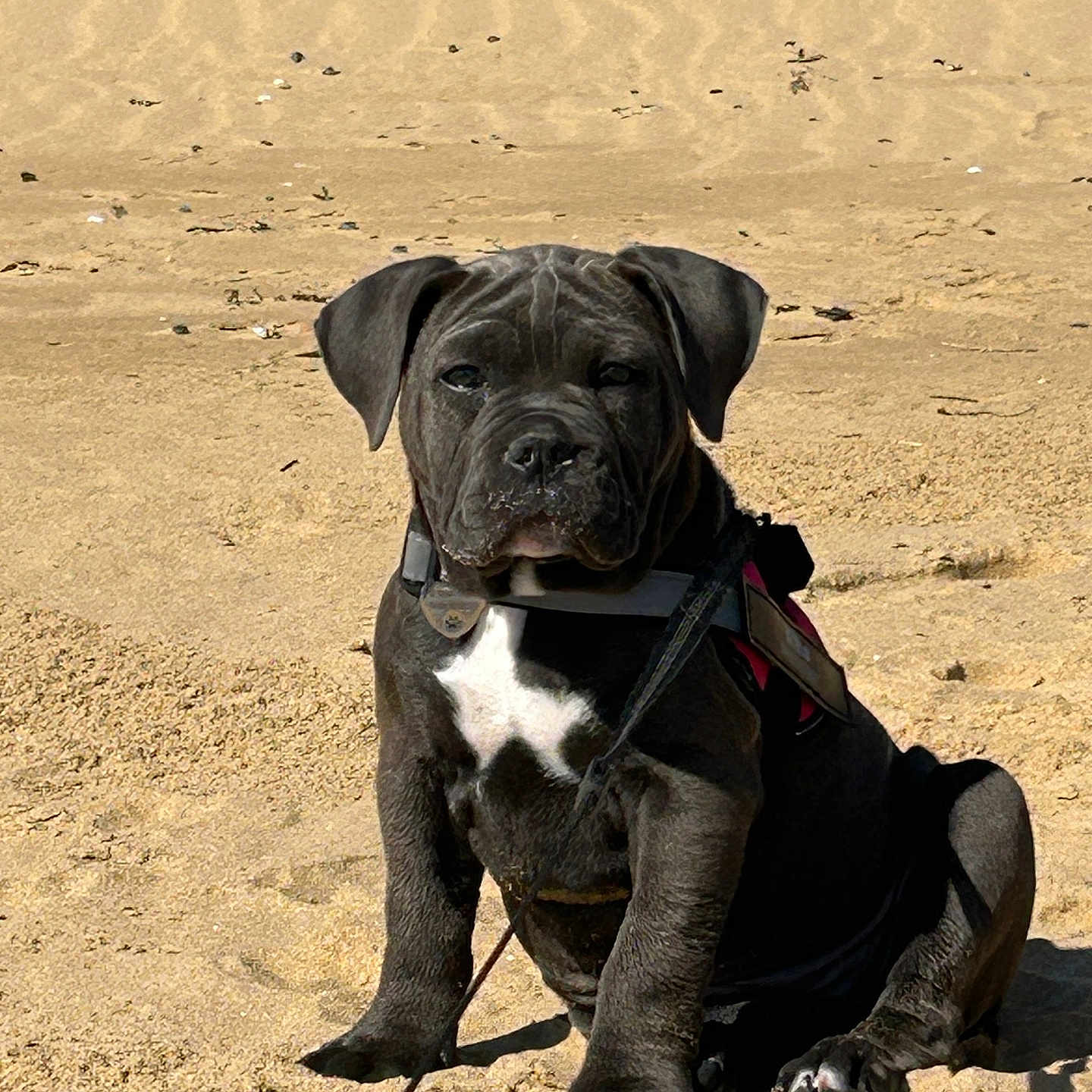 Alba a rejoint le concours — aidez-le/la à gagner de superbes lots ! animal, beach, black_dog, collar, cute, daytime, dog, ears, leash, nature, outdoor, paw, pet, puppy, sand, sitting, snout, sunlight, white_patch, young_dog