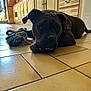 dog, puppy, indoor, floor, tile, toy, rope_toy, kitchen, cabinet, brown_dog, pet, animal, laying_down, close_up, cute, young_dog, domestic, companion, resting, sunlight