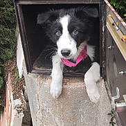 Akemy participe au concours pour gagner de l'argent avec cette photo : animal, black_and_white, concrete, curious, cute, dog, ears, fur, looking, mailbox, nature, outdoor, paws, pet, pink_harness, puppy, small_space, snout, wall, young_dog