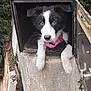 animal, black_and_white, concrete, curious, cute, dog, ears, fur, looking, mailbox, nature, outdoor, paws, pet, pink_harness, puppy, small_space, snout, wall, young_dog