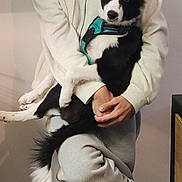 Akemy a rejoint le concours — aidez-le/la à gagner de superbes lots ! alert, black_and_white, casual_clothing, comfort, companionship, cozy, curious, dog, domestic, fur, hands, harness, holding, hoodie, indoor, legs, person, pet, sweatpants, tail