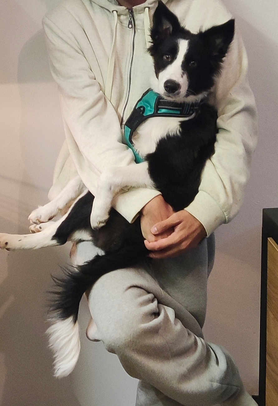 Akemy a rejoint le concours — aidez-le/la à gagner de superbes lots ! alert, black_and_white, casual_clothing, comfort, companionship, cozy, curious, dog, domestic, fur, hands, harness, holding, hoodie, indoor, legs, person, pet, sweatpants, tail