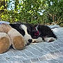 Akemy a rejoint le concours — aidez-le/la à gagner de superbes lots ! animal, blanket, closeup, companion, cute, dog, fur, greenery, leisure, nature, outdoor, pet, puppy, relaxing, resting, shade, sleeping, stuffed_toy, summer, teddy_bear