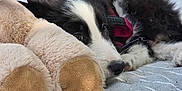 Akemy a rejoint le concours — aidez-le/la à gagner de superbes lots ! animal, black_and_white, blanket, closeup, countryside, cute, daylight, dog, fur, grass, nature, outdoor, pet, plush_toy, puppy, relaxing, resting, sleepy, soft_toy, young_dog
