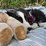 animal, black_and_white, blanket, closeup, countryside, cute, daylight, dog, fur, grass, nature, outdoor, pet, plush_toy, puppy, relaxing, resting, sleepy, soft_toy, young_dog