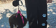 Akemy participe au concours pour gagner de l'argent avec cette photo : animal, black_pants, casual, dog, footwear, gravel, harness, holding, leash, legs, outdoor, paw_prints, person, pet, puppy, shadow, small_dog, sunlight, walk, white_shirt