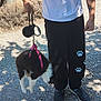 animal, black_pants, casual, dog, footwear, gravel, harness, holding, leash, legs, outdoor, paw_prints, person, pet, puppy, shadow, small_dog, sunlight, walk, white_shirt