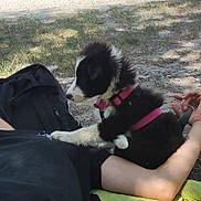 Akemy a rejoint le concours — aidez-le/la à gagner de superbes lots ! animal, backpack, black_and_white, curious, dirt, dog, grass, lying_down, nature, outdoor, paw, person, pet, pink_harness, playful, puppy, resting, shade, summer, young_dog