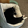 Tom is registered to the contest to win money with this photo: cat, sleeping, pet_bed, black_and_white, indoor, carpet, furniture, cozy, resting, animal, whiskers, claws, paw, fur, domestic, relaxed, cute, small, soft, napping