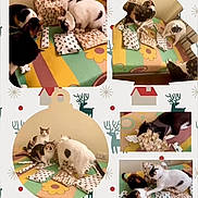 Tom joined the competition — help win amazing prizes! cat, cats, gift, present, wrapping_paper, colorful_floor, striped_floor, floral_pattern, reindeer_pattern, star_pattern, collage, social_media_story, screenshot, indoor, multiple_cats, curious, holiday_theme, festive, playful, pets