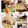 cat, cats, gift, present, wrapping_paper, colorful_floor, striped_floor, floral_pattern, reindeer_pattern, star_pattern, collage, social_media_story, screenshot, indoor, multiple_cats, curious, holiday_theme, festive, playful, pets