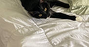 Tom is registered to the contest to win money with this photo: cat, black_and_white_cat, bed, pillow, white_bedspread, indoor, pet, animal, feline, relaxed, lying_down, yellow_eyes, curious, soft_texture, cozy, resting, domestic_cat, whiskers, claws, fur