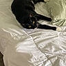 cat, black_and_white_cat, bed, pillow, white_bedspread, indoor, pet, animal, feline, relaxed, lying_down, yellow_eyes, curious, soft_texture, cozy, resting, domestic_cat, whiskers, claws, fur