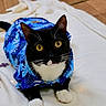 cat, black_and_white_cat, yellow_eyes, blue_shirt, hawaiian_shirt, pet, animal, indoor, blanket, white_blanket, curious, posing, close_up, cute, feline, whiskers, paws, relaxed, domestic_cat, portrait