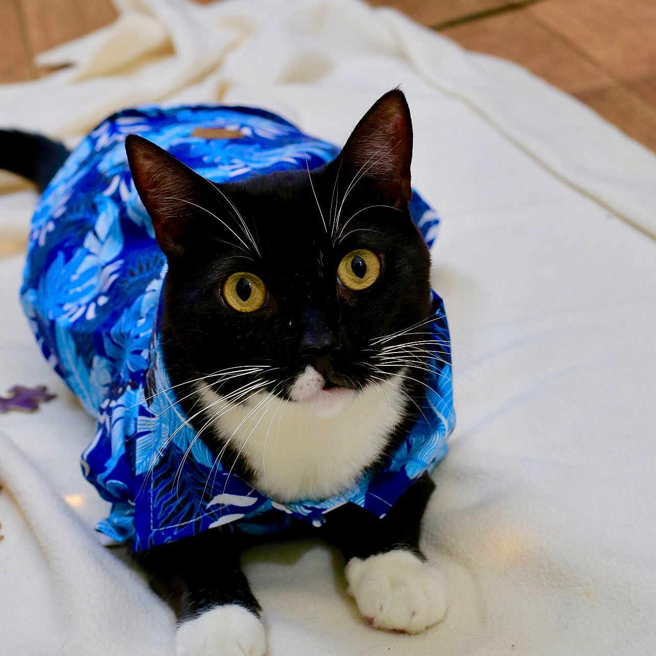 Tom joined the competition — help win amazing prizes! cat, black_and_white_cat, yellow_eyes, blue_shirt, hawaiian_shirt, pet, animal, indoor, blanket, white_blanket, curious, posing, close_up, cute, feline, whiskers, paws, relaxed, domestic_cat, portrait