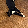 Tom is registered to the contest to win money with this photo: cat, black_and_white, floor, wooden_floor, pet, animal, indoor, stretching, relaxed, food_bowl, empty_bowl, curious, paws, fur, whiskers, domestic_cat, laying_down, close_to_ground, household, cozy