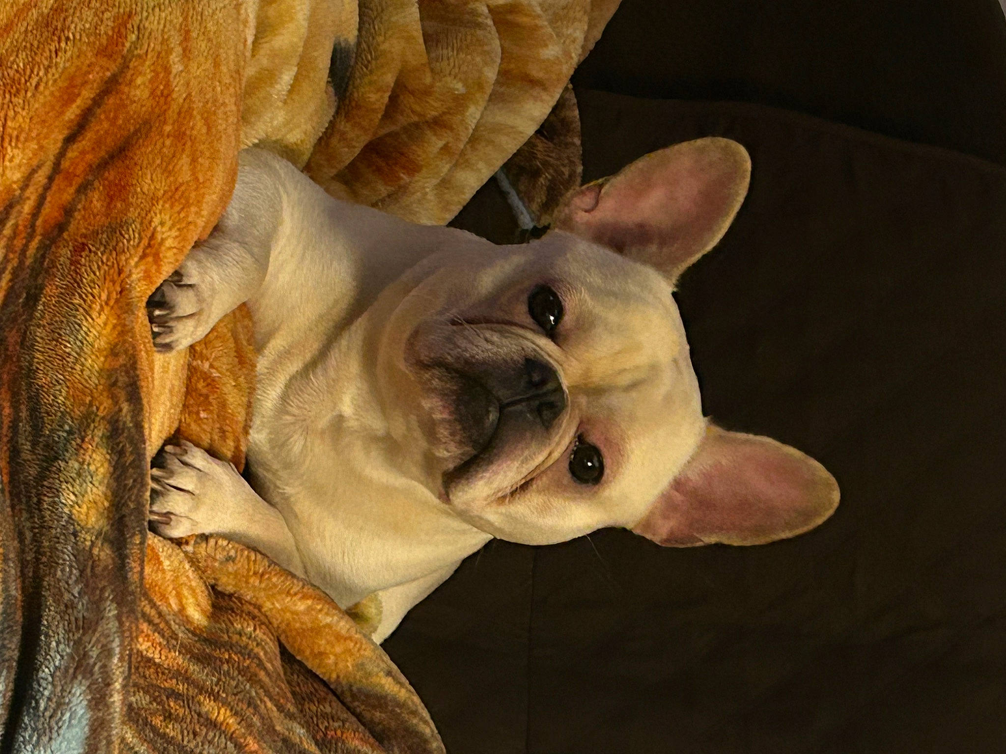 Harley joined the competition — help win amazing prizes! black_rhinoceros, canidae, carnivore, close_up, dog_breed, donskoy, ear, fawn, felidae, fur, indian_rhinoceros, jaw, non_sporting_group, rhinoceros, snout, terrestrial_animal, whiskers, wood, working_animal, wrinkle