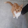 animal, cat, curious, cute, domestic_cat, ears, feline, floor, indoor, kitten, looking_up, orange_cat, pet, playful, small, tail, tile_floor, whiskers, white_paws, young_cat