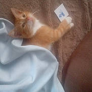 Caramel a rejoint le concours — aidez-le/la à gagner de superbes lots ! animal, blanket, brown_fabric, card, cat, claw, cozy, cute, feline, fur, indoor, kitten, orange_cat, paw, pet, resting, sleepy, small, soft_texture, young_cat