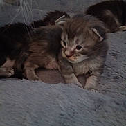 Neïko participe au concours pour gagner de l'argent avec cette photo : kitten, cat, feline, pet, animal, fur, whiskers, soft_blanket, indoor, cute, young, sleepy, cozy, closeup, gray_fur, resting, domestic_cat, baby_animal, companion, curious