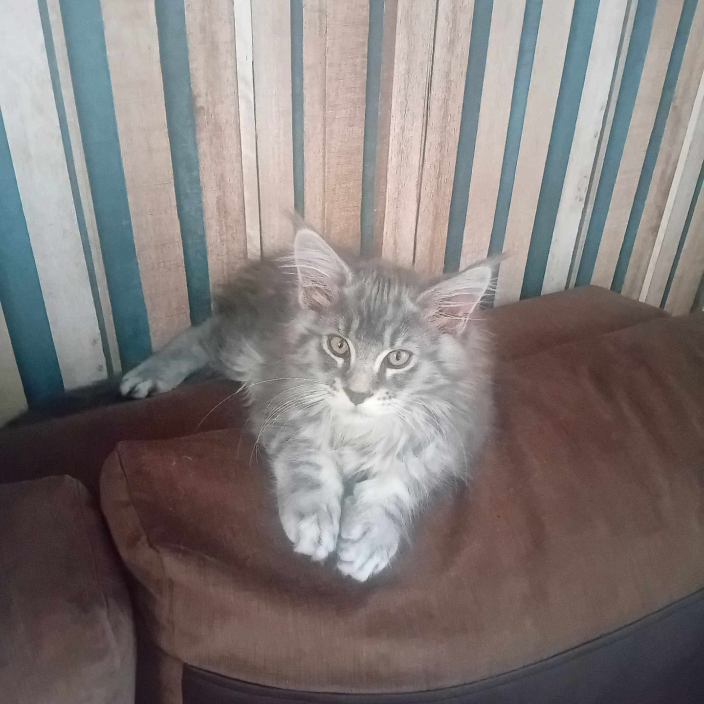 Neïko a rejoint le concours — aidez-le/la à gagner de superbes lots ! kitten, cat, gray_cat, fluffy, pet, indoor, couch, furniture, wooden_slats, relaxed, animal, cute, young_cat, domestic_cat, fur, whiskers, ears, paws, looking, resting
