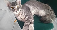 Neïko a rejoint le concours — aidez-le/la à gagner de superbes lots ! cat, gray_tabby, yellow_eyes, fluffy_fur, indoor, green_chair, relaxed, curious, pet, feline, whiskers, paws, floor_tiles, kitchen, domestic_animal, mammal, cute, resting, young_cat, chair