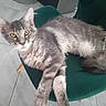 cat, gray_tabby, yellow_eyes, fluffy_fur, indoor, green_chair, relaxed, curious, pet, feline, whiskers, paws, floor_tiles, kitchen, domestic_animal, mammal, cute, resting, young_cat, chair