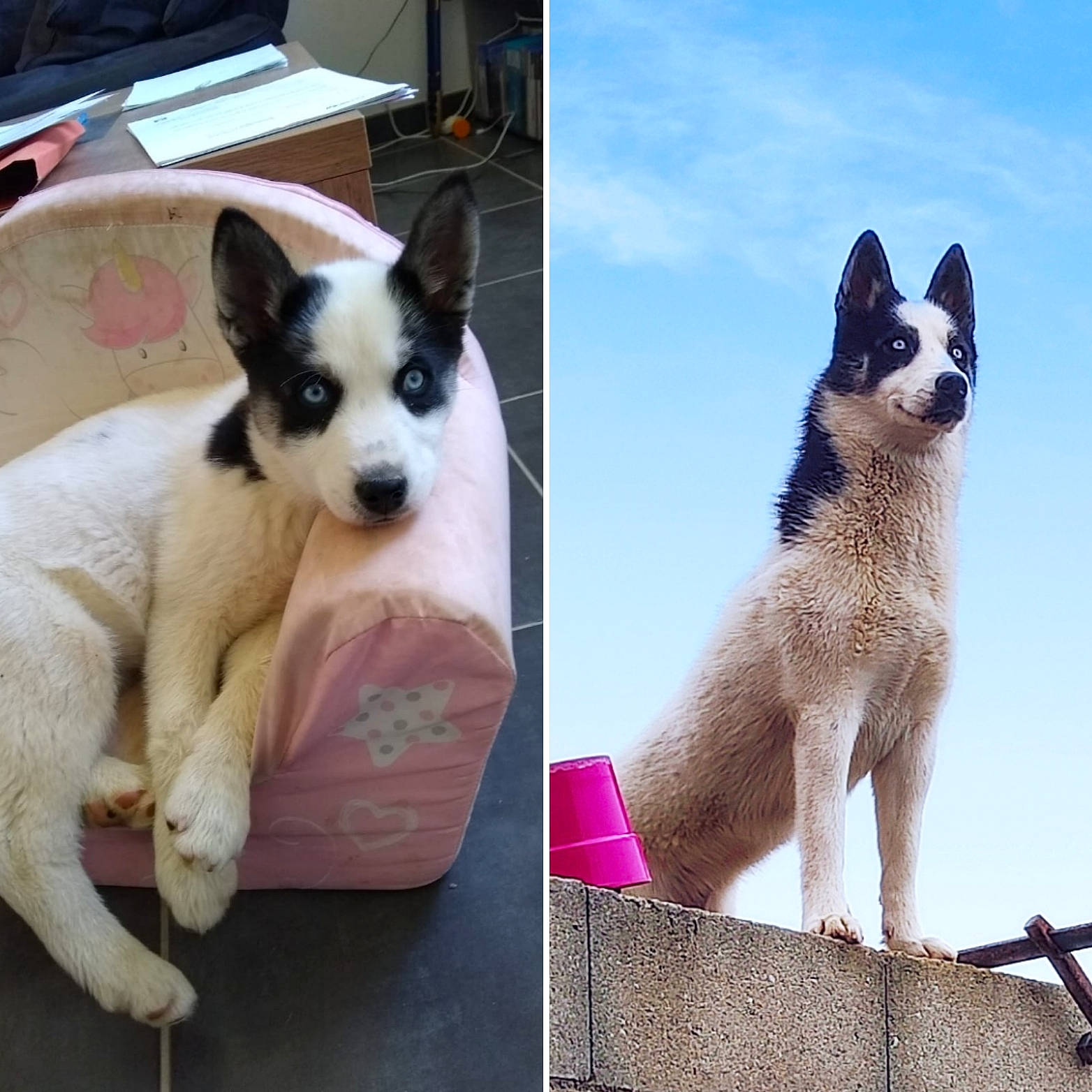 Freyja a rejoint le concours — aidez-le/la à gagner de superbes lots ! art, carnivore, cat, collar, companion_dog, dog, dog_breed, dog_supply, fawn, felidae, foot, fur, paw, siamese, sky, small_to_medium_sized_cats, snout, tail, whiskers, working_animal