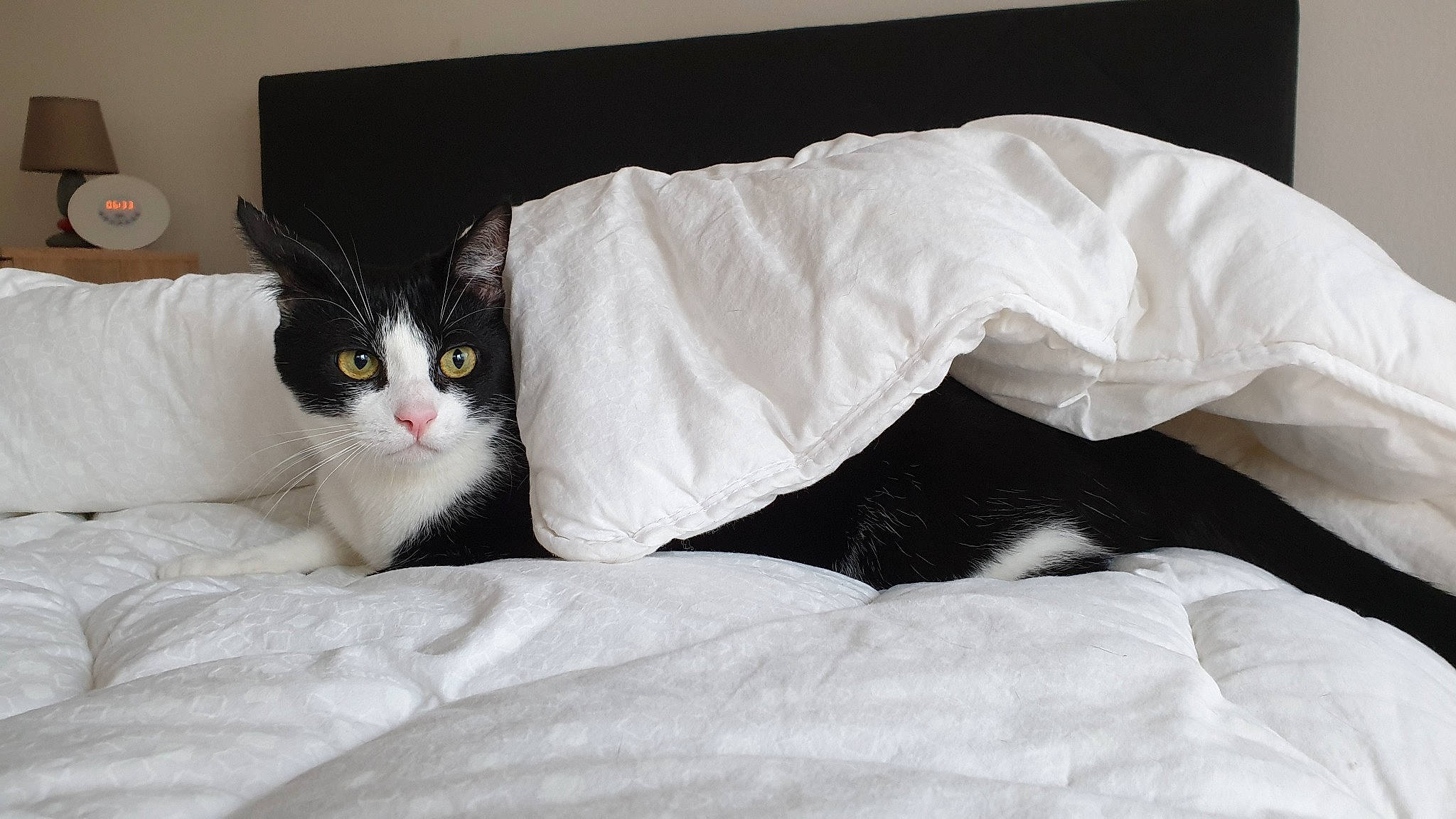 Oscar a rejoint le concours — aidez-le/la à gagner de superbes lots ! bed, bed_sheet, black_and_white, carnivore, cat, comfort, felidae, fur, furniture, linens, norwegian_forest_cat, small_to_medium_sized_cats, whiskers, white