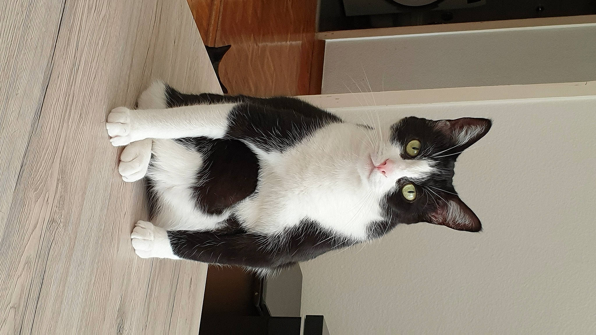 Oscar participe au concours pour gagner de l'argent avec cette photo : black_and_white, black_cat, carnivore, cat, domestic_short_haired_cat, felidae, fur, polydactyl_cat, small_to_medium_sized_cats, snout, tail, whiskers