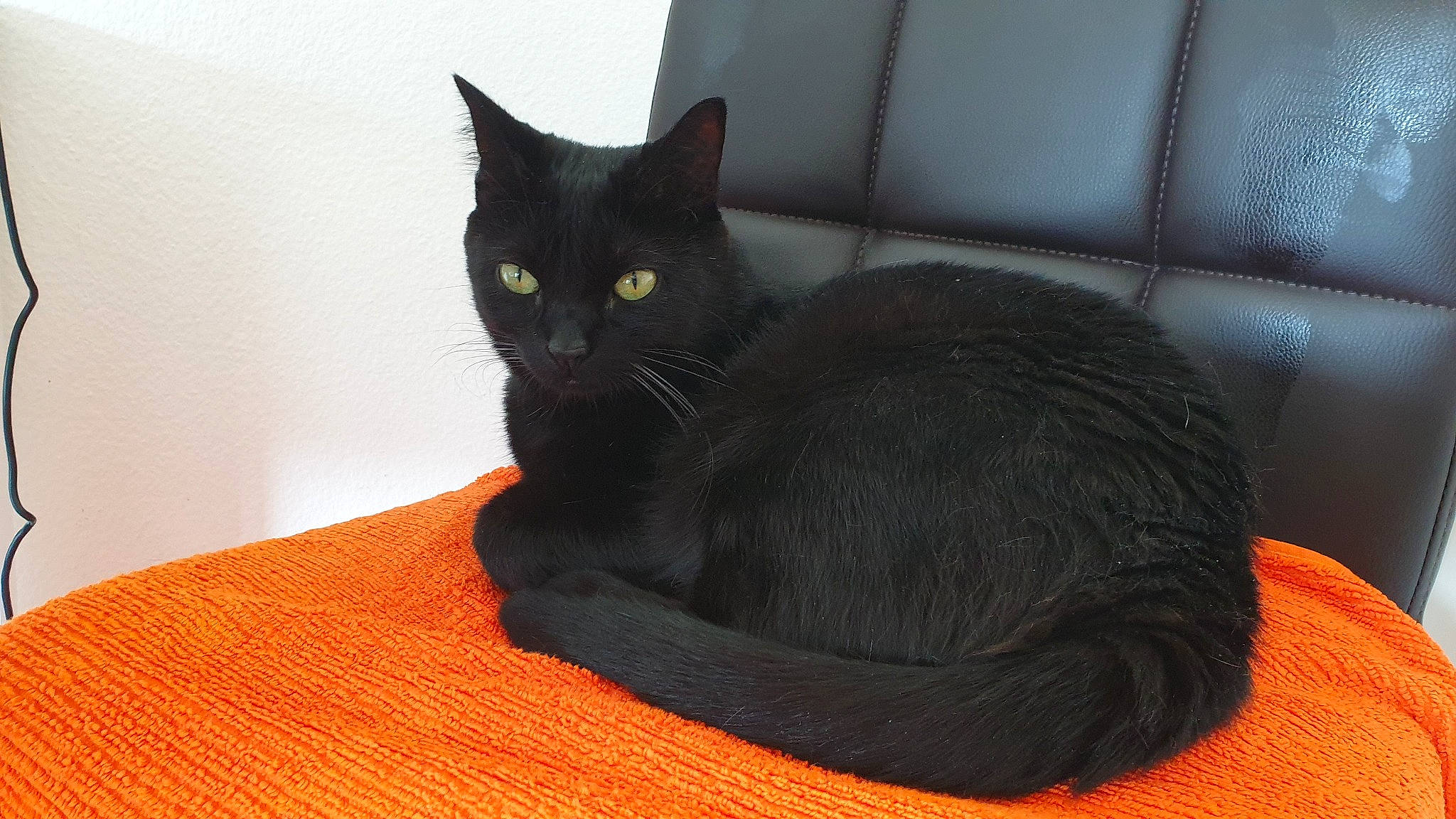 Ondine a rejoint le concours — aidez-le/la à gagner de superbes lots ! asian, black_cat, bombay, carnivore, cat, cat_bed, domestic_short_haired_cat, felidae, korat, mammal, small_to_medium_sized_cats, whiskers