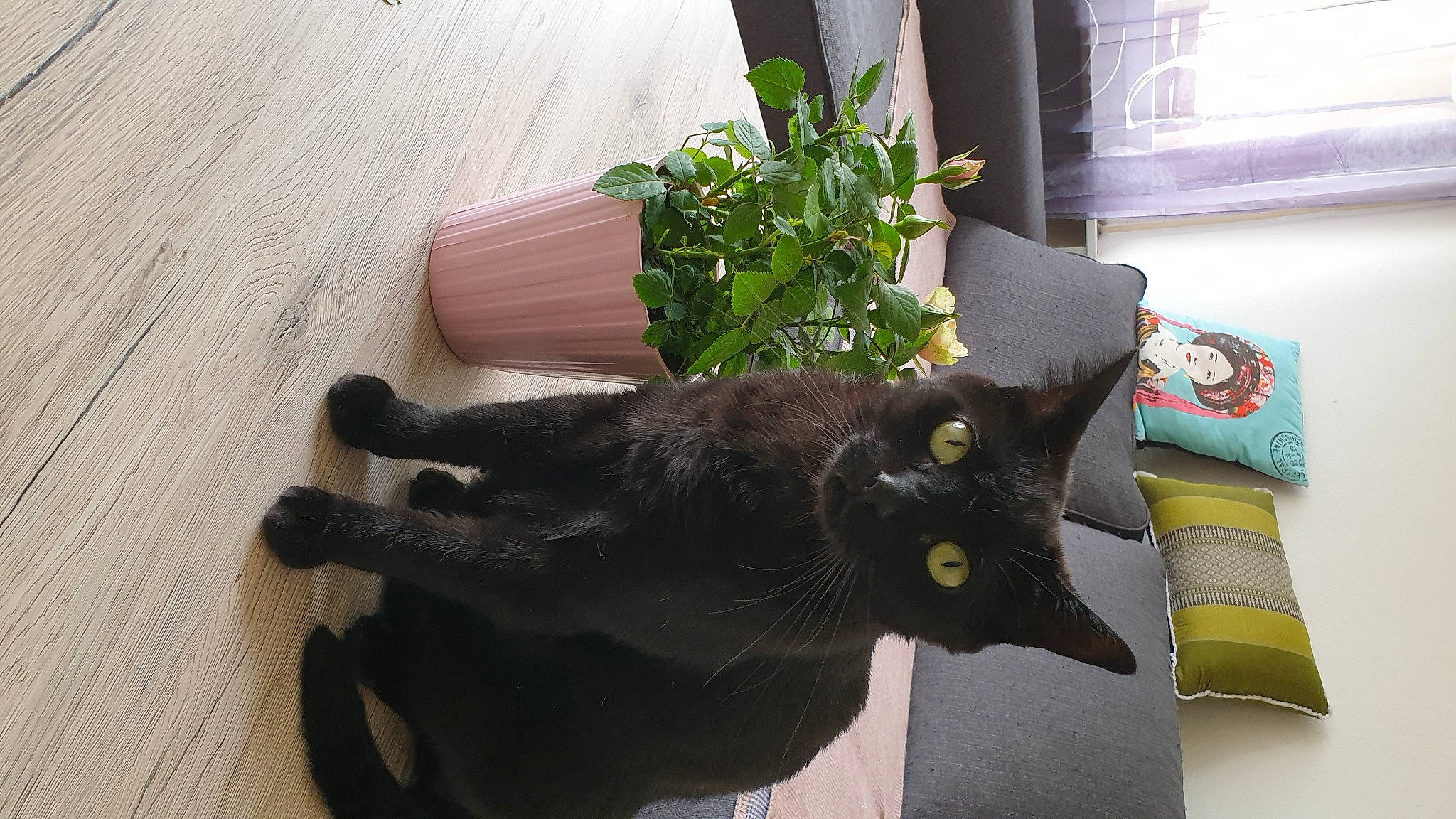 Ondine participe au concours pour gagner de l'argent avec cette photo : black, black_cat, bombay, carnivore, cat, claw, domestic_short_haired_cat, felidae, fur, havana_brown, houseplant, kitten, korat, plant, polydactyl_cat, room, small_to_medium_sized_cats, tail, whiskers