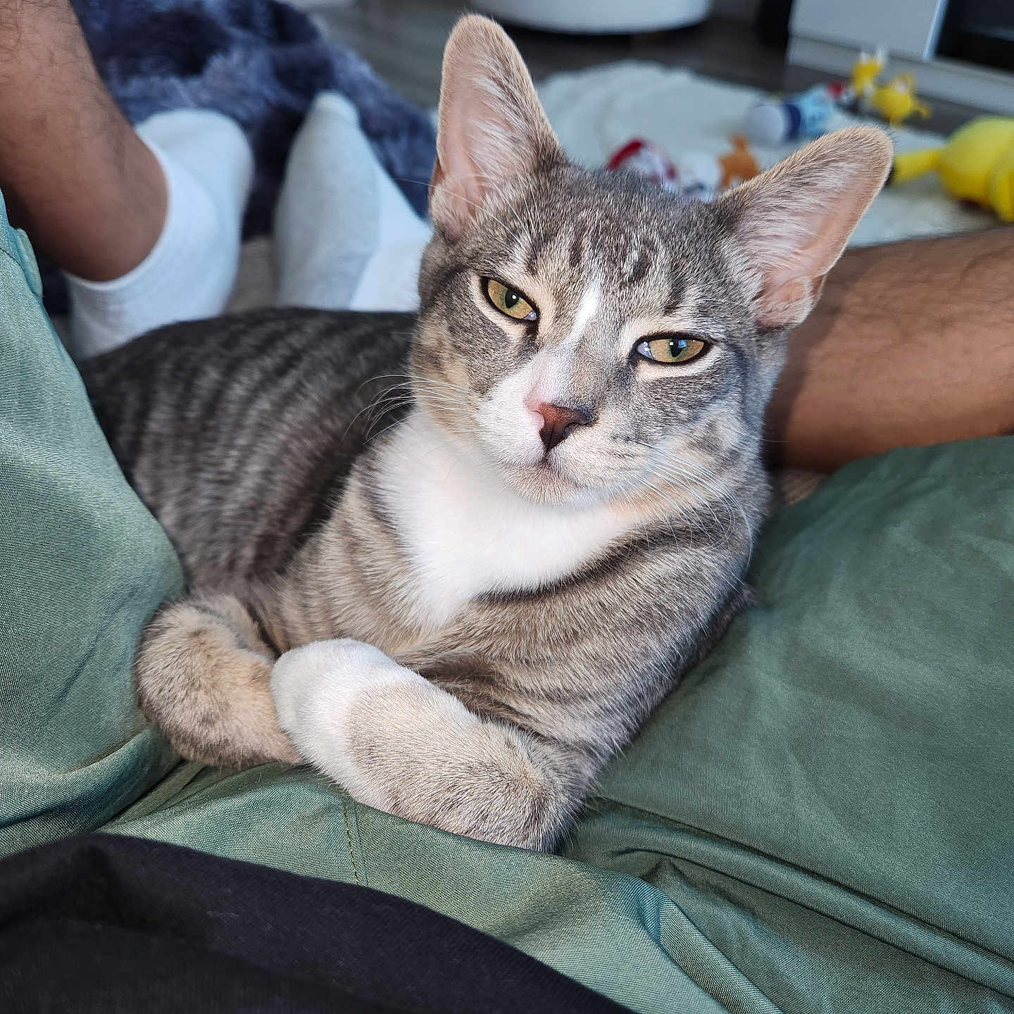 Hermes joined the competition — help win amazing prizes! cat, tabby, pet, animal, feline, portrait, close_up, green_eyes, striped_fur, white_chest, white_paws, pointed_ears, lying_down, crossed_paws, couch, home, indoor, human, toys, cozy