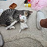 cat, kitten, tabby, striped_fur, sleeping, cuddling, stuffed_animal, bunny, toy, carpet, rug, playroom, pink_dress, sock, human_foot, indoor, floor, cozy, cute, pet