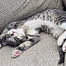 Hermes is registered to the contest to win money with this photo: cats, kitten, two_cats, sleeping, lounging, couch, indoor, pet, feline, fur, gray_and_white, pink_paws, toe_beans, relaxed, stretching, upside_down, cute, animal, home, portrait