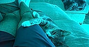 Hermes joined the competition — help win amazing prizes! cat, tabby_cat, pet, animal, couch, sofa, living_room, person, lap, relaxed, lying_down, paw, whiskers, fur, indoors, blanket, pillow, furniture, cozy, portrait