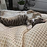 Hermes is registered to the contest to win money with this photo: cats, cat, tabby, sleeping, relaxed, lying_down, belly_up, paws, pink_paw_pads, fur, striped_fur, bed, blanket, knitted_blanket, cozy, houseplants, indoors, home, pet, cute