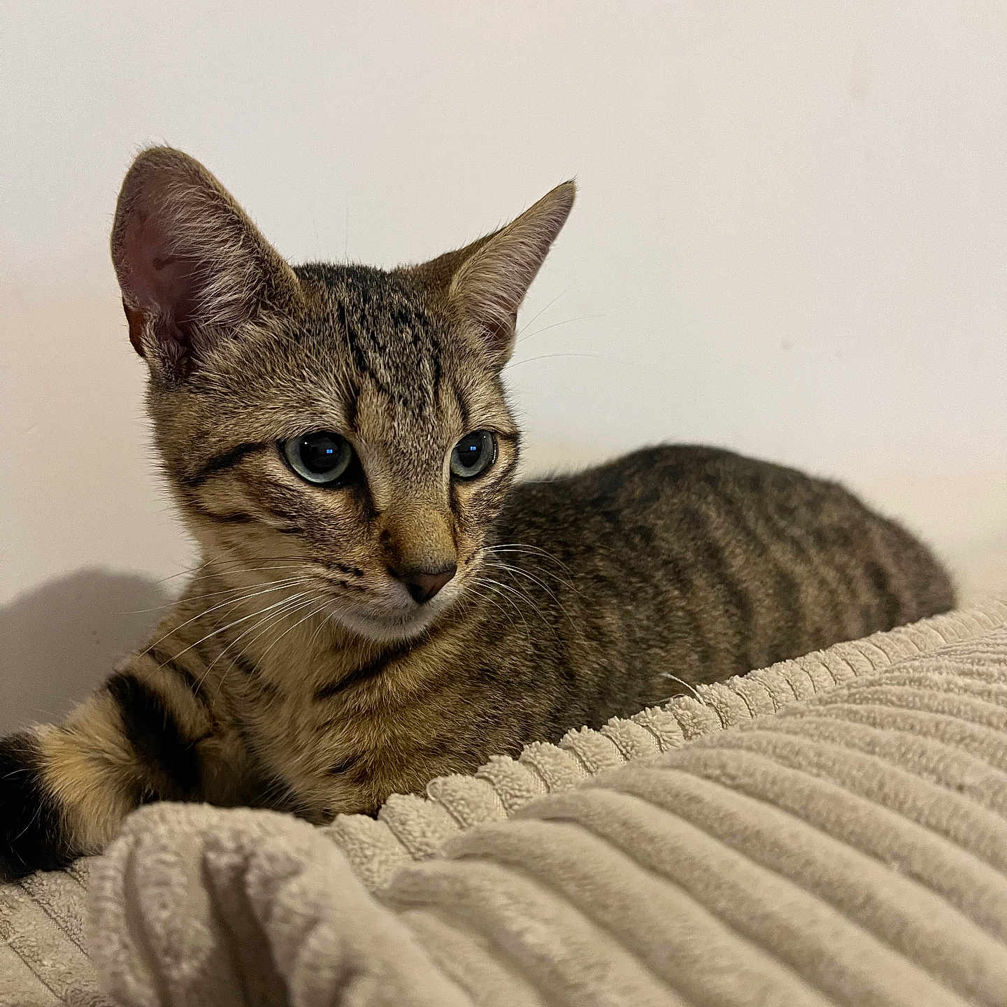 Simba