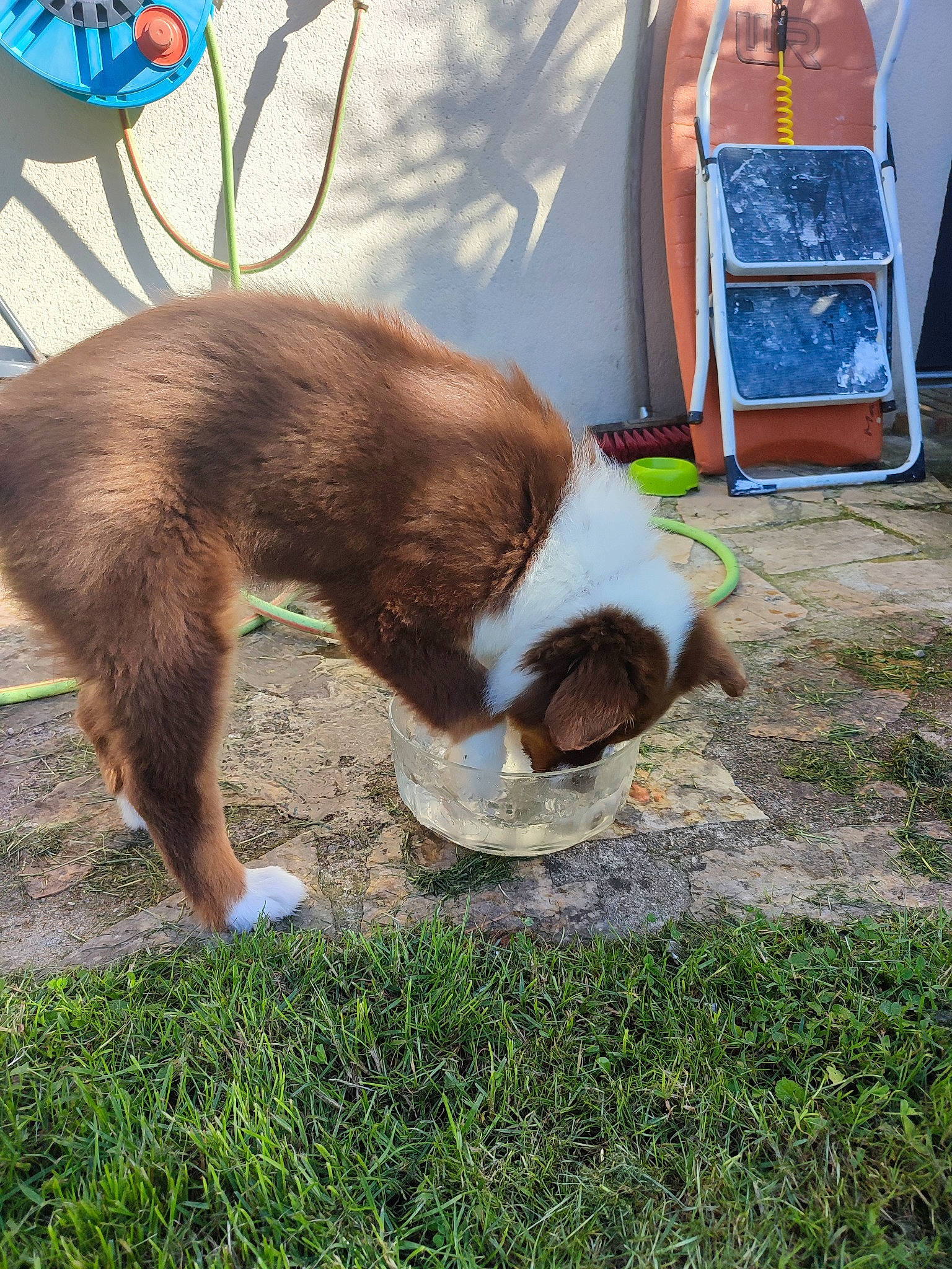 Taya participe au concours pour gagner de l'argent avec cette photo : canidae, carnivore, cat, collar, companion_dog, dog_breed, domestic_short_haired_cat, fawn, felidae, fur, grass, human_leg, leash, liver, paw, plant, small_to_medium_sized_cats, sporting_group, tail, whiskers