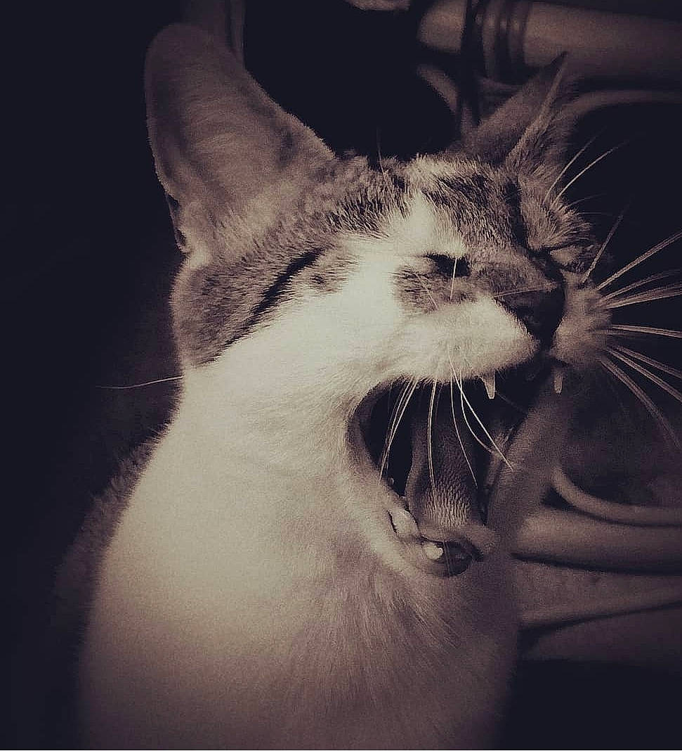 Meli a rejoint le concours — aidez-le/la à gagner de superbes lots ! carnivore, cat, cloud, darkness, domestic_short_haired_cat, fang, felidae, fur, happy, meteorological_phenomenon, monochrome, monochrome_photography, paw, plant, sky, small_to_medium_sized_cats, smile, snout, whiskers, window