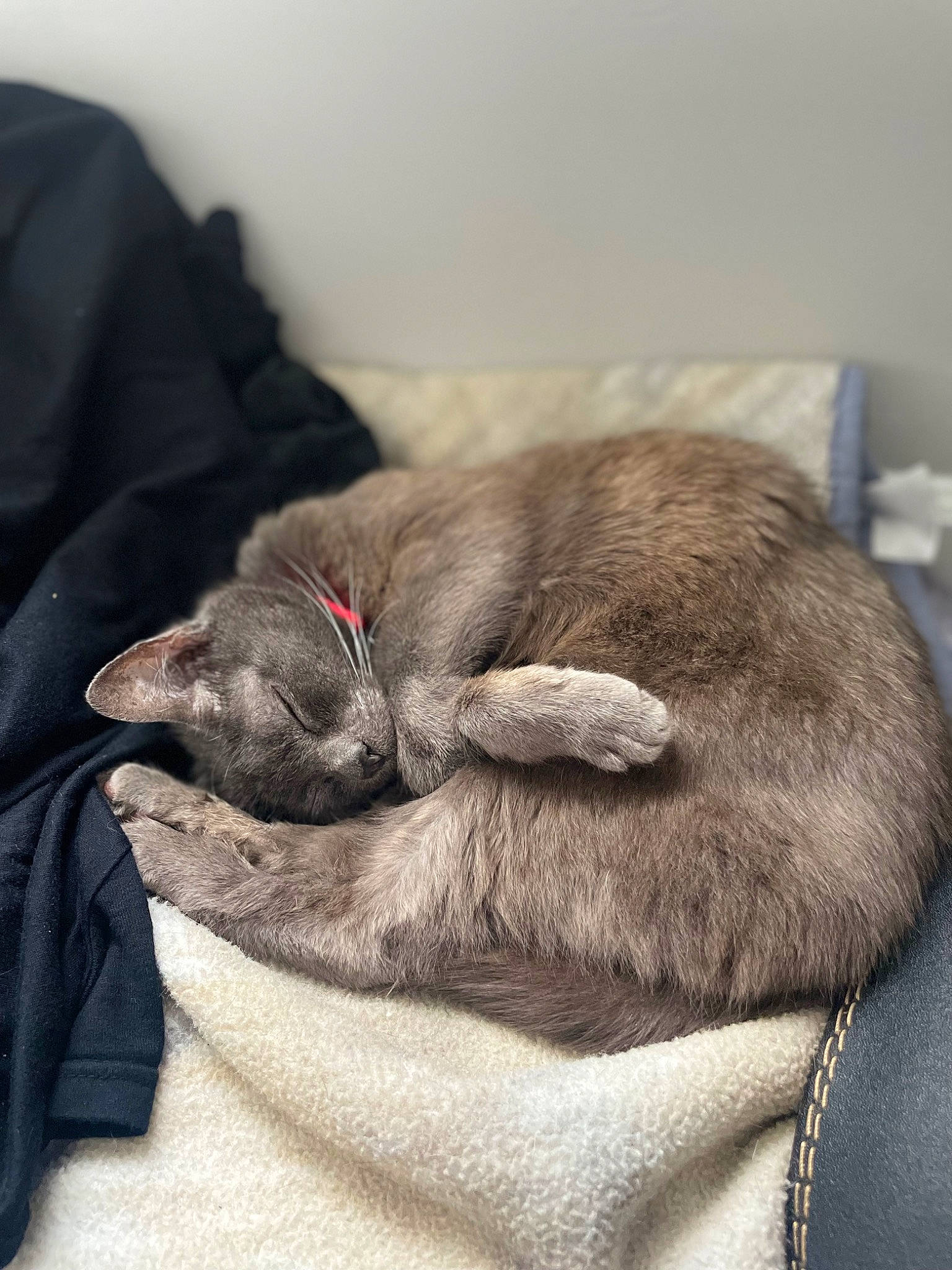 Doc is registered to the contest to win money with this photo: canidae, carnivore, cat, comfort, companion_dog, dog_breed, domestic_short_haired_cat, ear, fawn, felidae, fur, grey, linens, liver, nap, small_to_medium_sized_cats, snout, sporting_group, whiskers, wrinkle