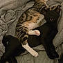 Beans joined the competition — help win amazing prizes! animal, black_cat, blanket, cat, cozy, cuddle, cute, domestic_animal, friendship, fur, indoor, kitten, nap, paws, pets, relaxed, sleeping, soft, tabby, whiskers
