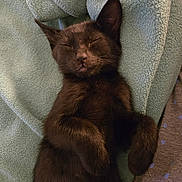Beans joined the competition — help win amazing prizes! adorable, animal, black_cat, blanket, cat, closeup, cozy, cute, feline, fur, indoor, kitten, nap, paw, pet, relaxed, resting, sleeping, soft, whiskers