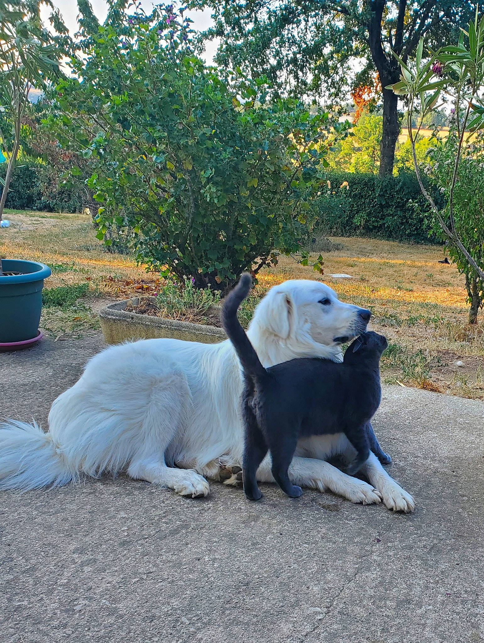 Rox a rejoint le concours — aidez-le/la à gagner de superbes lots ! canidae, carnivore, companion_dog, dog, dog_breed, fawn, flowerpot, fur, garden, grass, houseplant, landscape, non_sporting_group, plant, sidewalk, sitting, sporting_group, tail, tree, working_animal