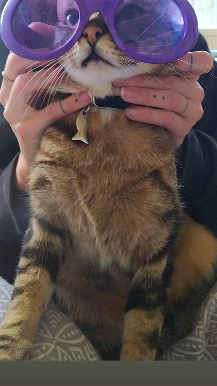 Marley a rejoint le concours — aidez-le/la à gagner de superbes lots ! american_curl, american_shorthair, asian, carnivore, cat, claw, domestic_short_haired_cat, european_shorthair, felidae, fur, kitten, nose, paw, pixie_bob, small_to_medium_sized_cats, tabby_cat, whiskers