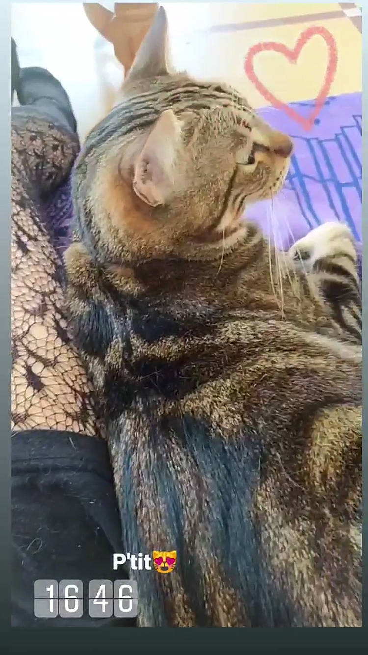 Marley a rejoint le concours — aidez-le/la à gagner de superbes lots ! american_shorthair, california_spangled, carnivore, cat, domestic_short_haired_cat, dragon_li, european_shorthair, felidae, pixie_bob, small_to_medium_sized_cats, tabby_cat, whiskers