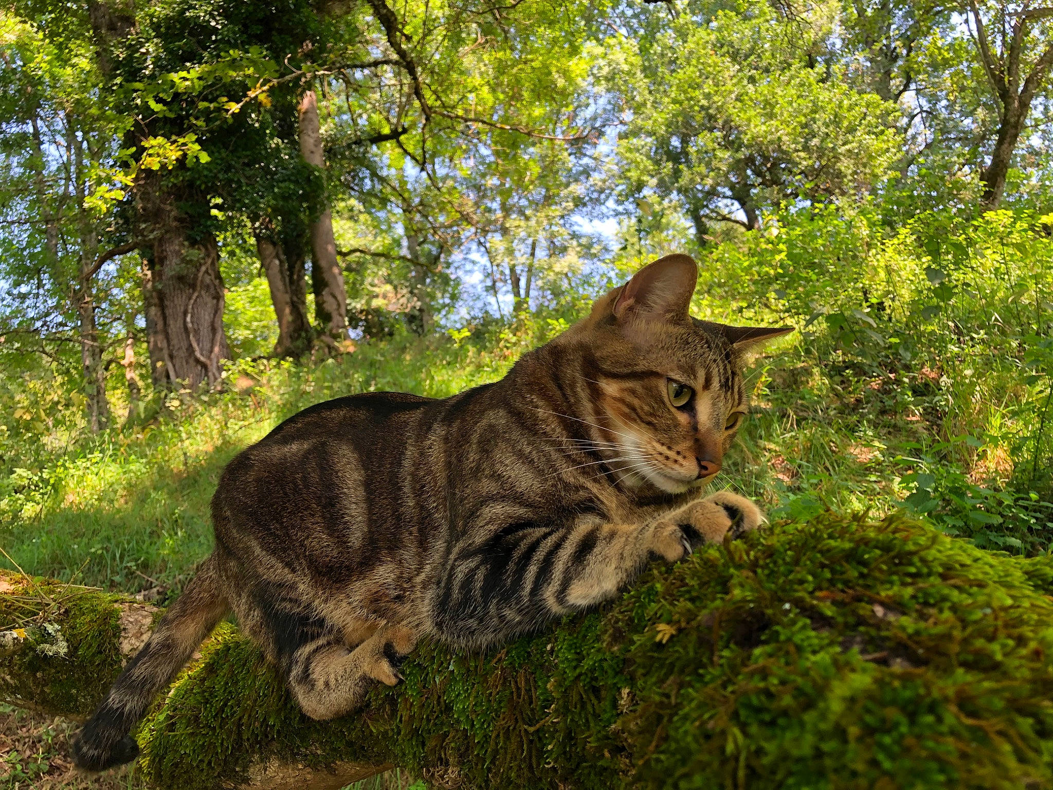 Marley participe au concours pour gagner de l'argent avec cette photo : asian, bengal, branch, carnivore, cat, domestic_short_haired_cat, dragon_li, european_shorthair, felidae, grass, mammal, plant, small_to_medium_sized_cats, sokoke, tabby_cat, tree, whiskers, wild_cat, wilderness, wildlife