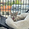 Vanille Prudhomme a rejoint le concours — aidez-le/la à gagner de superbes lots ! balcony, buildings, cat, chair, comfortable, daylight, feline, fence, fluffy_bed, grass, gray_tabby, mesh_chair, outdoor, pet, pet_bed, relaxing, resting, sky, urban, yawning