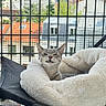 Vanille Prudhomme participe au concours pour gagner de l'argent avec cette photo : balcony, building, cat, chair, cityscape, cozy, daylight, fluffy_bed, funny_face, furniture, grass, gray_cat, outdoor, pet, railing, relaxed, resting, rooftops, urban, window_view