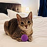 animal, bed, bedroom, blanket, cat, cozy, curious, domestic, ears, feline, fur, home, indoor, lamp, pet, pillow, purple_ball, resting, tabby, whiskers